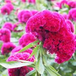 Día de Muertos en San Antonino Castillo Velasco, de flores y ofrendas