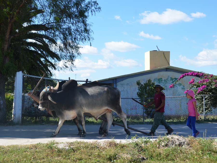 Una familia y su yunta en Ejido Unión Zapata, donde se realiza la Feria de la Agrobiodiversidad en Oaxaca Foto: Mariana Castillo