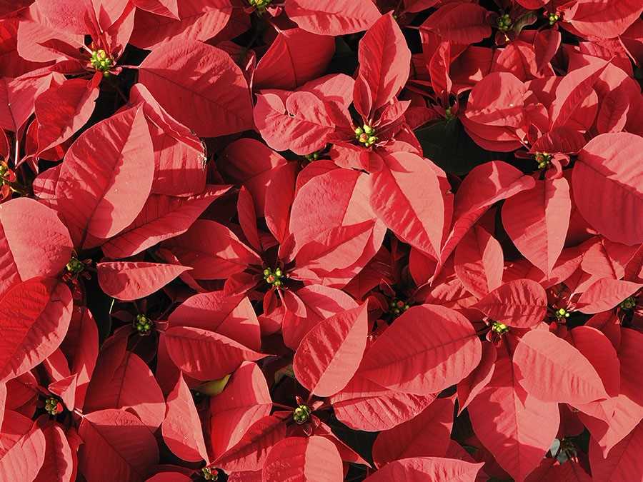 Cómo cuidar una flor de Nochebuena