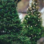 ¿Dónde reciclar el árbol de Navidad? Ubica estos centros de acopio en CDMX