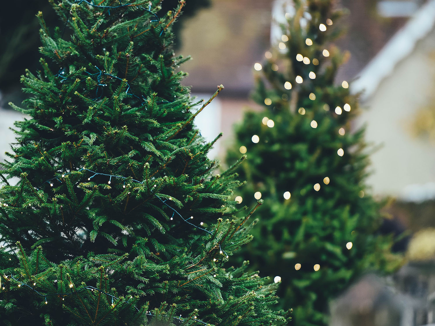 ¿Dónde reciclar el árbol de Navidad? Ubica estos centros de acopio en CDMX