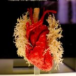 ¿Ya visitaste la exposición Our Body “El universo dentro”?