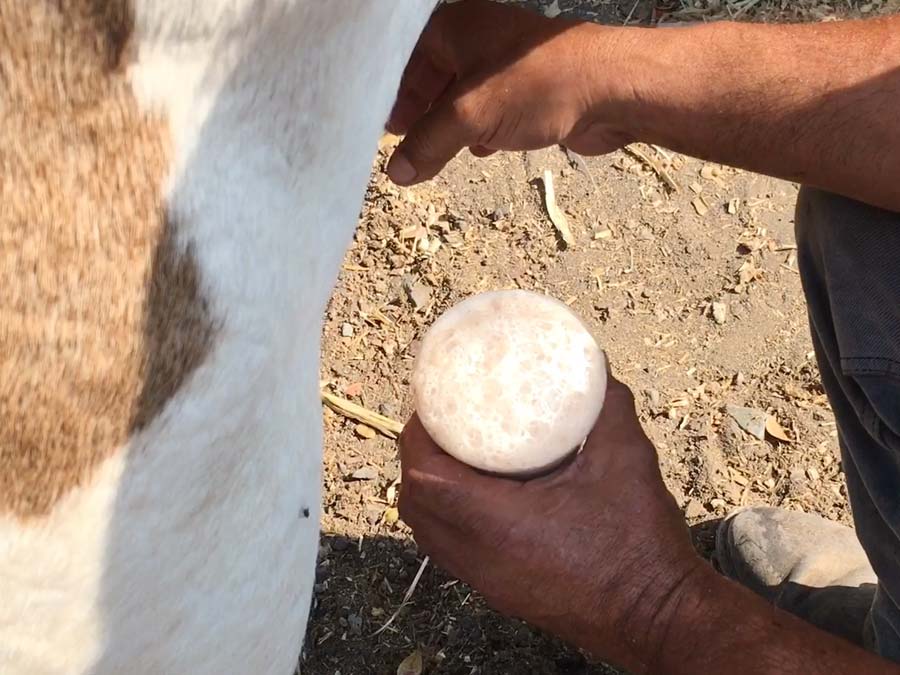 El pajarete es una bebida tradicional de Jalisco