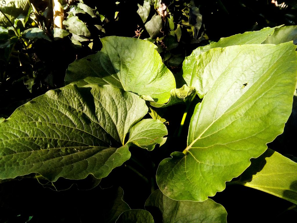 plantas comestibles y medicinales
