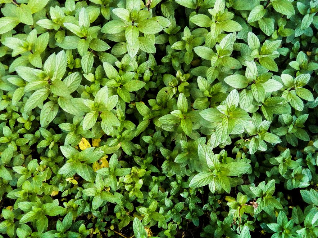 plantas comestibles y medicinales