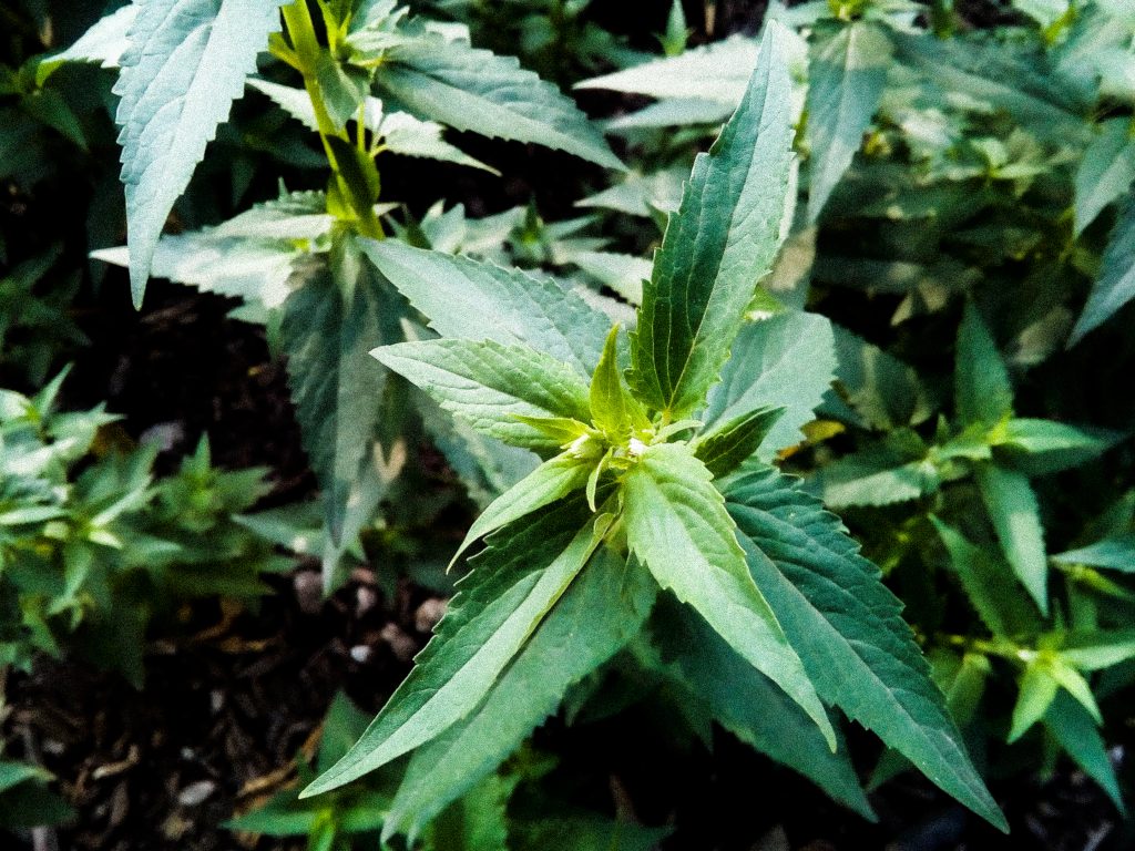 plantas comestibles y medicinales