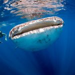 Bahía de los Ángeles, el lugar en México para nadar con el tiburón ballena