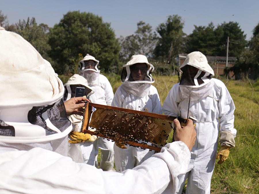 Día Mundial de las Abejas
