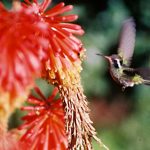 Suerte es poder observarlas: 3 especies de colibríes en la Ciudad de México