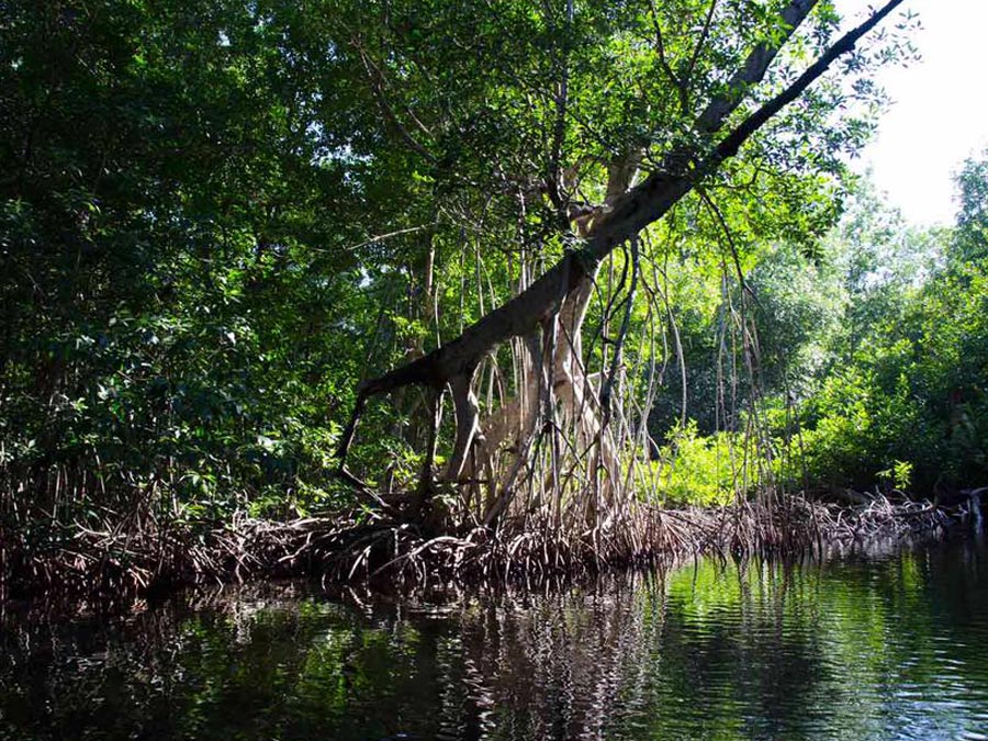 Los manglares en El Madresal, un lugar para el ecoturismo en Chiapas Foto: Mariana Castillo