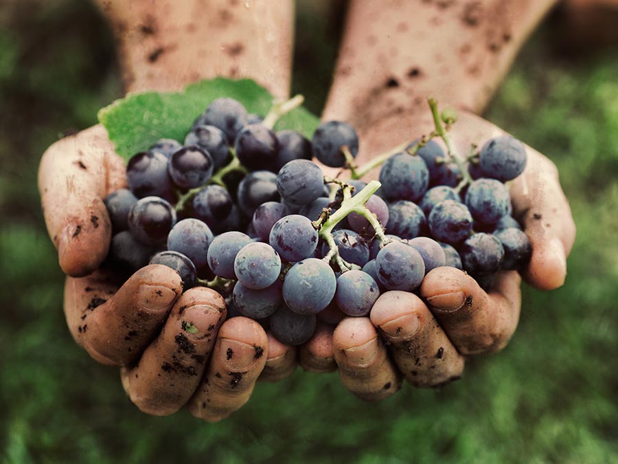 Fiestas de la Vendimia en Ensenada: en pro de la ecología y la cultura del vino