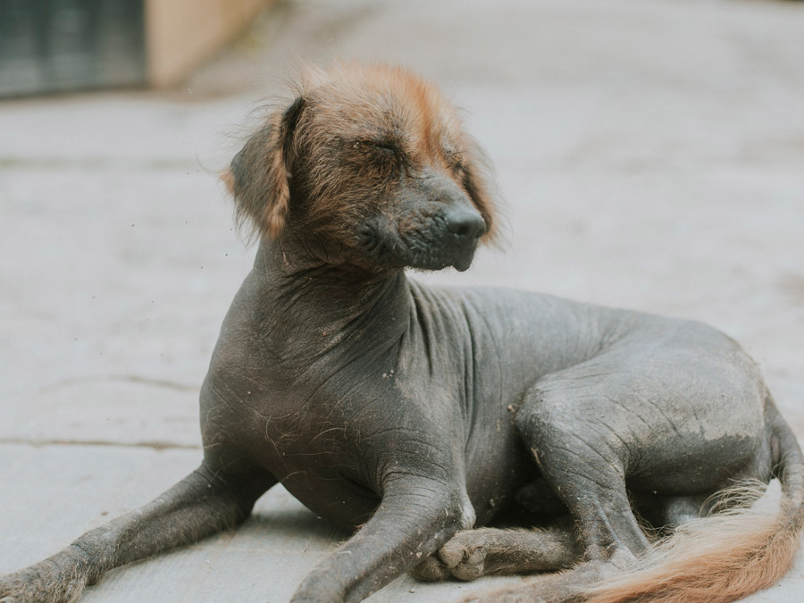 Uno de los xoloitzcuintles en Jacobo y María Ángeles Foto: Omar Alonso