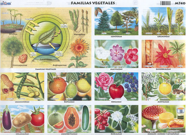 Detrás de una monografía siempre hay un gran ilustrador, él es Carlos Godínez_2