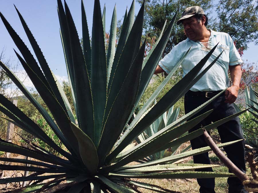Palenques de mezcal en Oaxaca: Expresiones del mezcal Foto: Vinik Jure