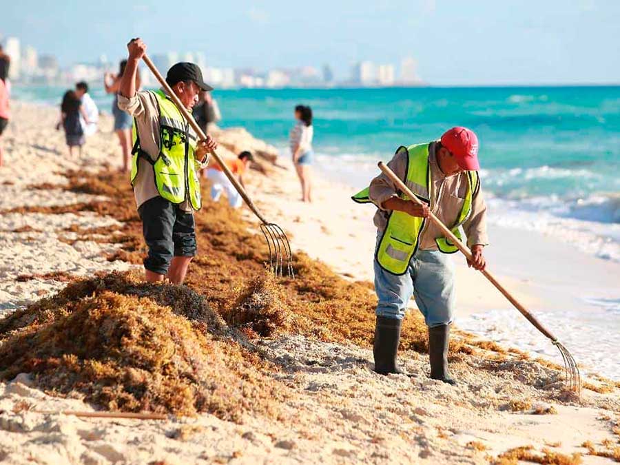 Sargazo en Quintana Roo