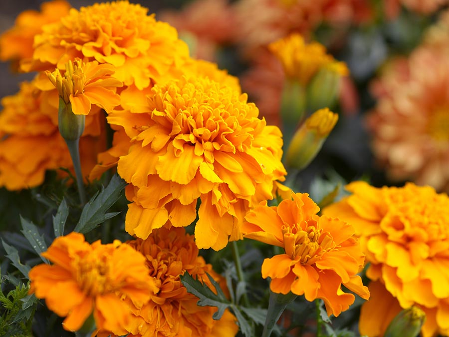 Cempásuchil: plantas mexicanas que se usan como tintes naturales
