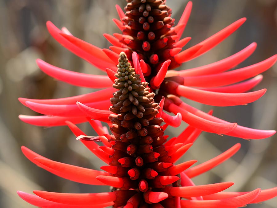 Colorín: plantas mexicanas que se usan como tintes naturales
