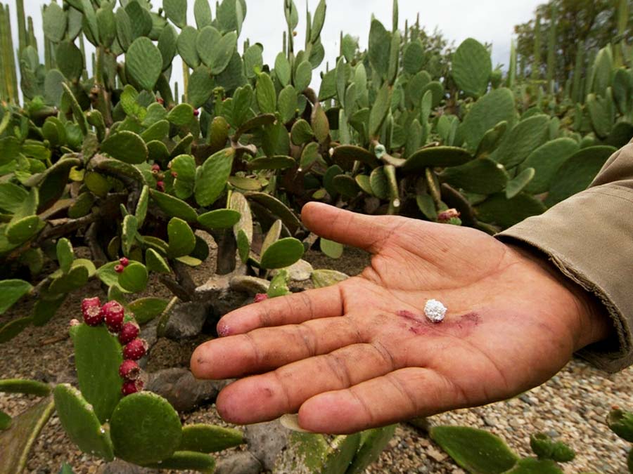Grana cochinilla: plantas mexicanas que se usan como tintes naturales Foto: Miguel Ángel Sicilia Manzo/ CONABIO