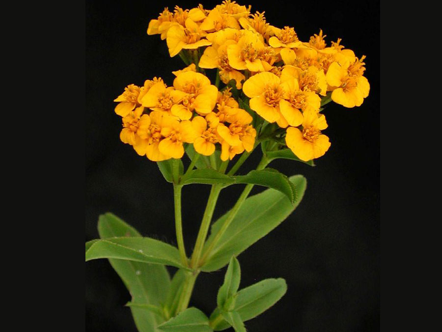 Pericón: plantas mexicanas que se usan como tintes naturales Foto: naturalista.mx