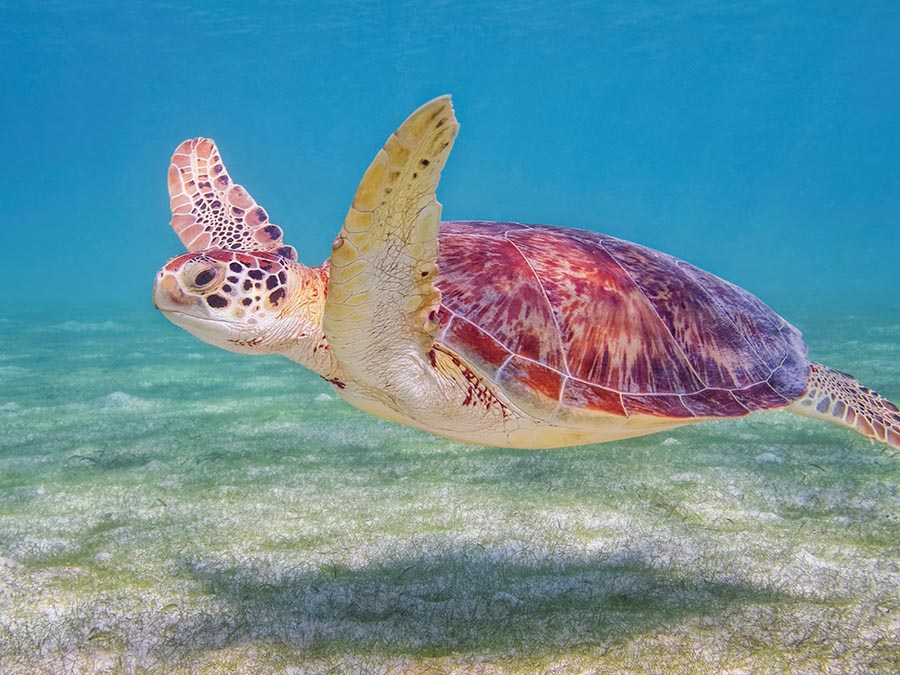Akumal