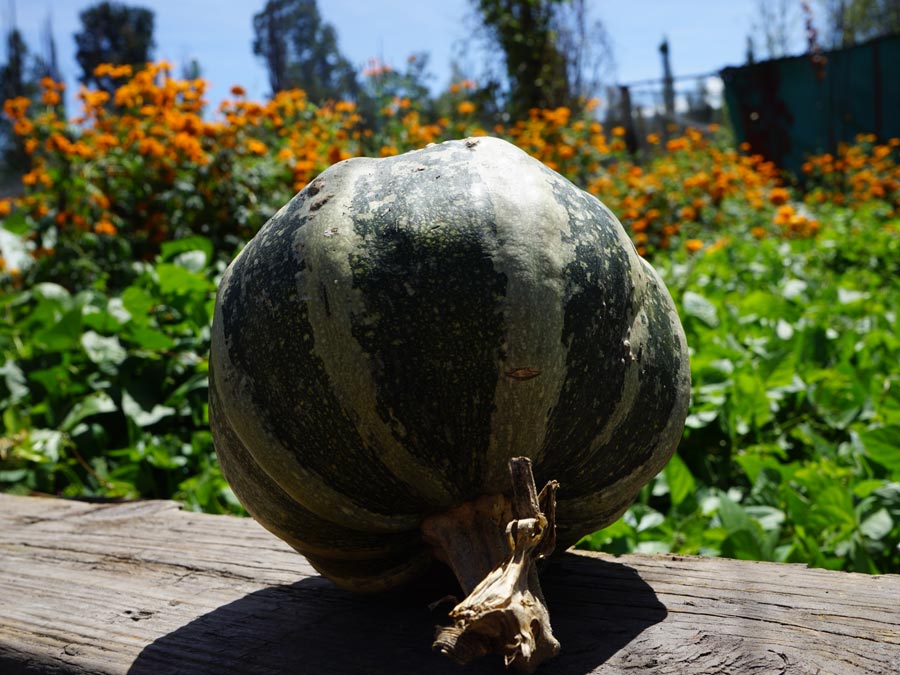Calabaza en el cultivo de cempasúchil de San Gregorio Foto: Mariana Castillo