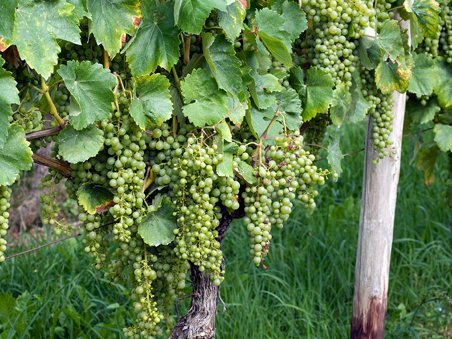 Los vinos Tokaji se elaboran con uvas botritizadas