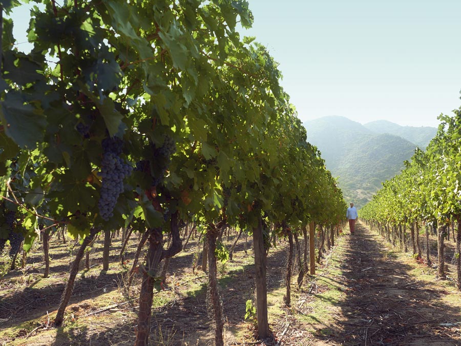 Vino y realidad virtual: estrategias para llegar a los clientes Vino y realidad virtual: estrategias para llegar a los clientes