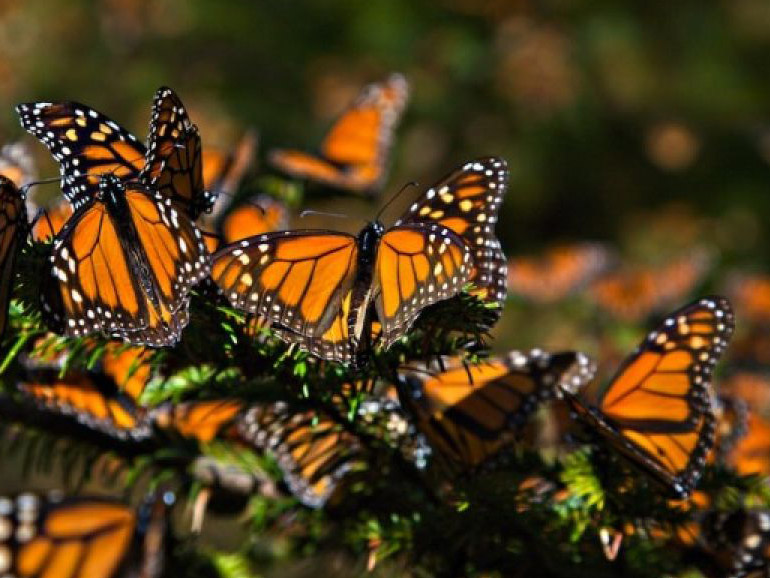 5 razones para viajar a Tamaulipas: mariposas monarca Foto: Turismo de Tamaulipas