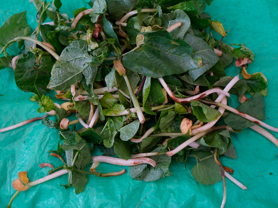 Los sabores de Cuetzalan: quelite de frijol Foto: Mariana Castillo