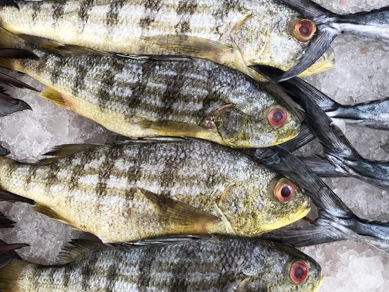 Glosario de la pesca en México: lo que debes saber