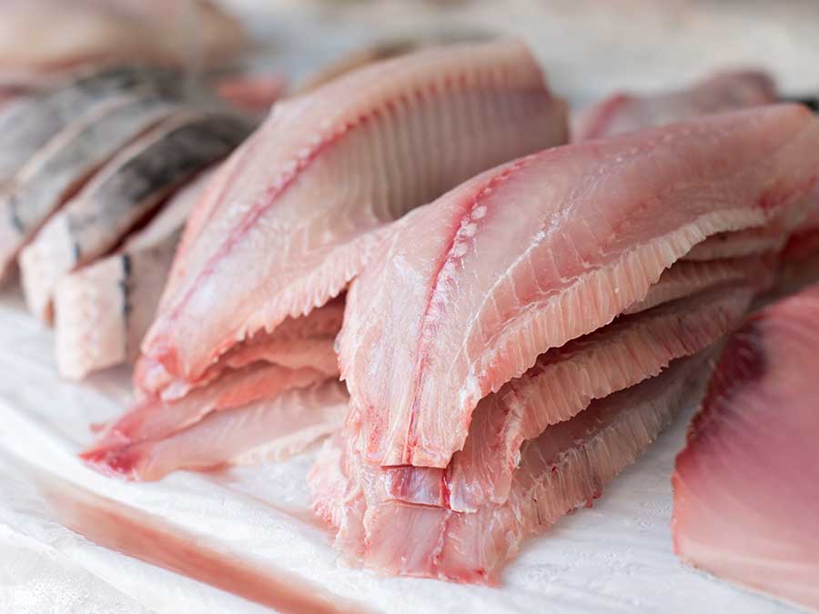 Gato X Liebre: qué pescados comemos en México y qué podemos hacer