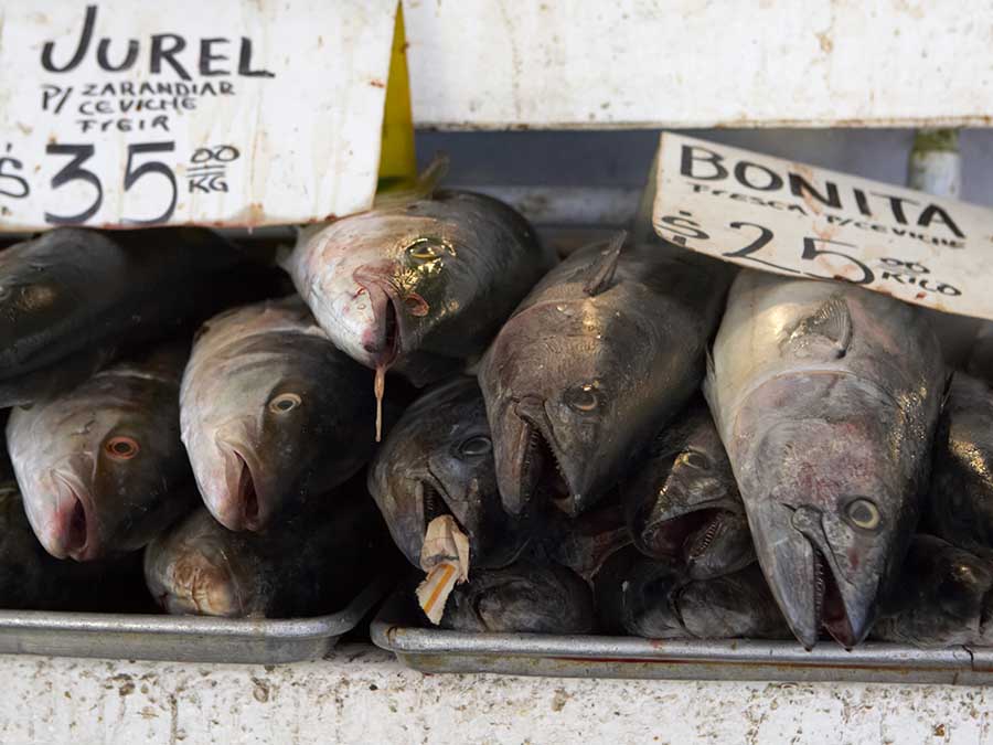 Gato X Liebre: qué pescados comemos en México y qué podemos hacer
