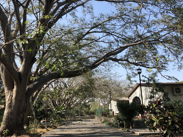 A la sombra de una parota Foto: Mariana Castillo