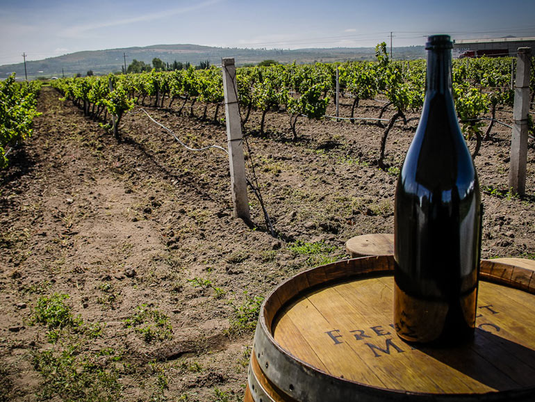 Ruta del Vino en México: Querétaro. Freixenet Foto: Cortesía