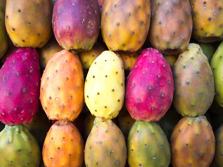 Bebidas fermentadas mexicanas y su consumo: ¡hasta con las tunas hacemos fementos!