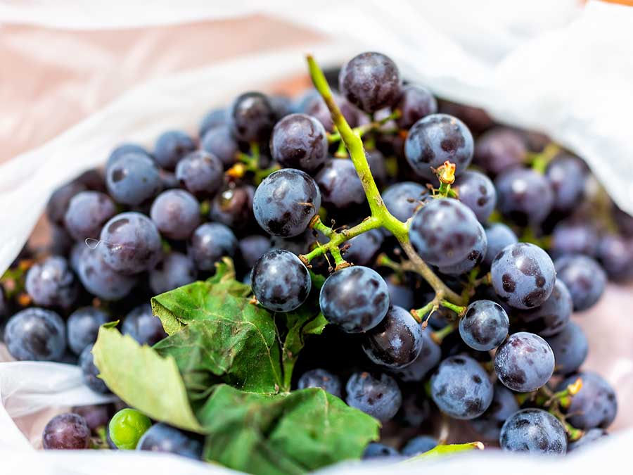 Bebidas fermentadas mexicanas y su consumo: uvas silvestres para fermentos