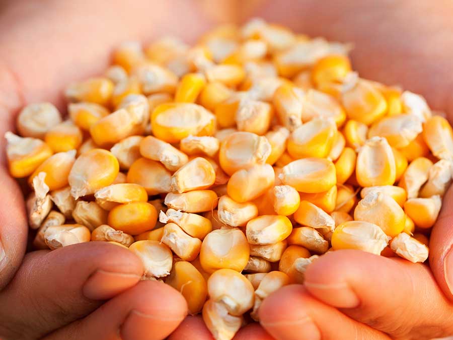 Bebidas fermentadas mexicanas y su consumo: el maíz se usa en bebidas fermentadas