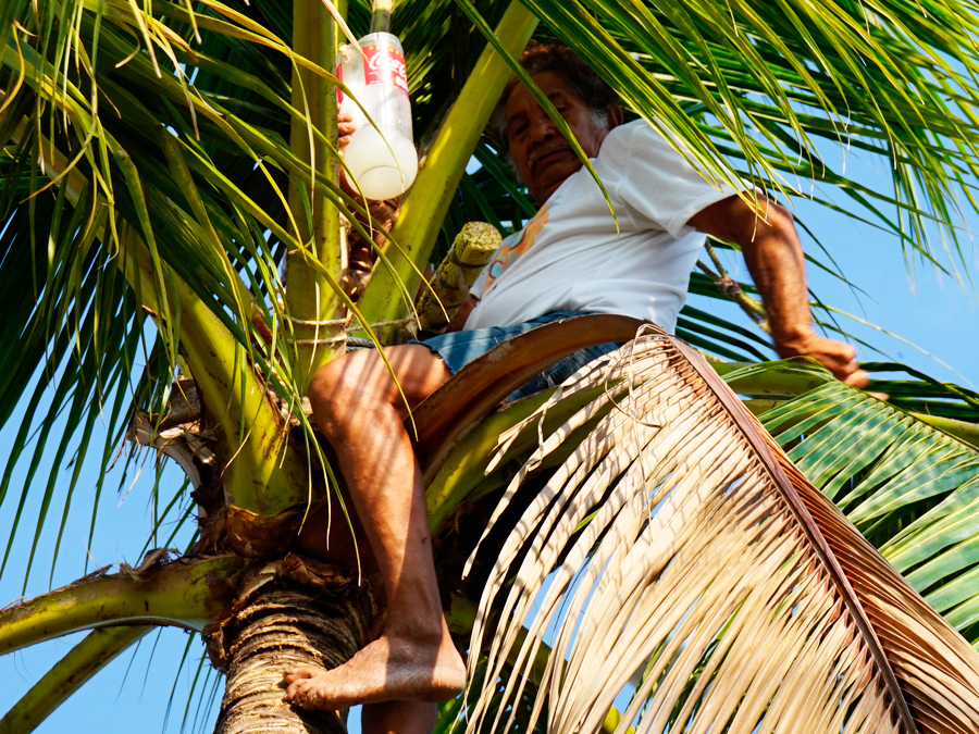 La tuba y la palma de coco: Leonardo Morán, tubero, arriba de este árbol Foto: Mariana Castillo