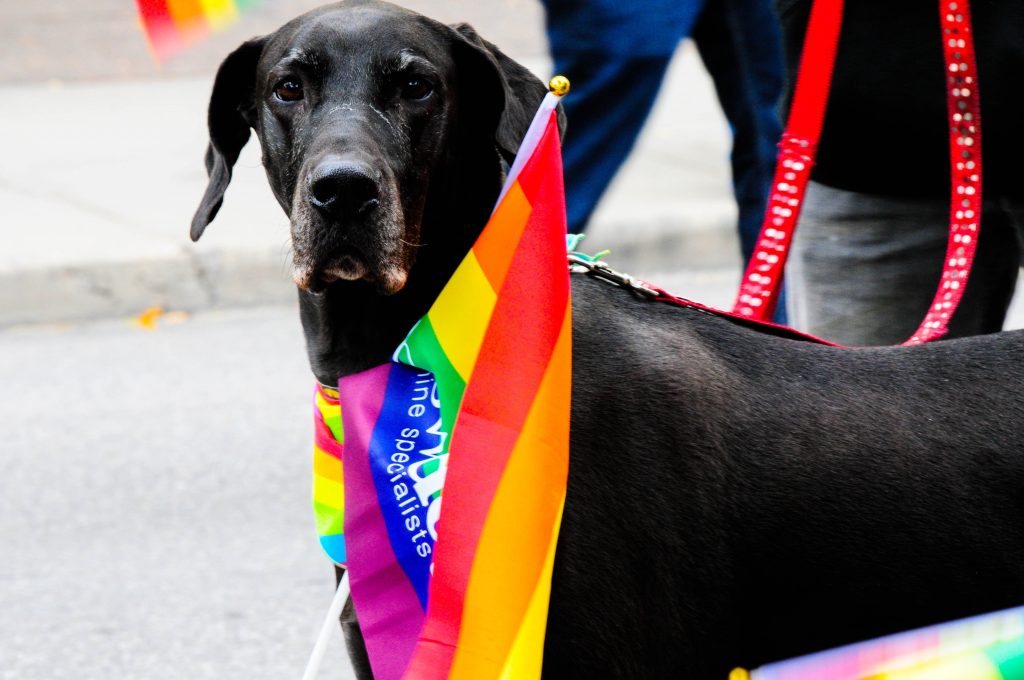 Guía básica para que disfrutes la Marcha LGBT 2019 CDMX