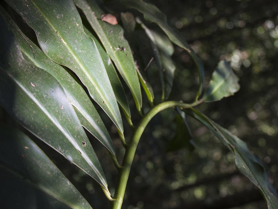 Caña brava: especies comestibles del sur de Jalisco Foto: Tony Petate