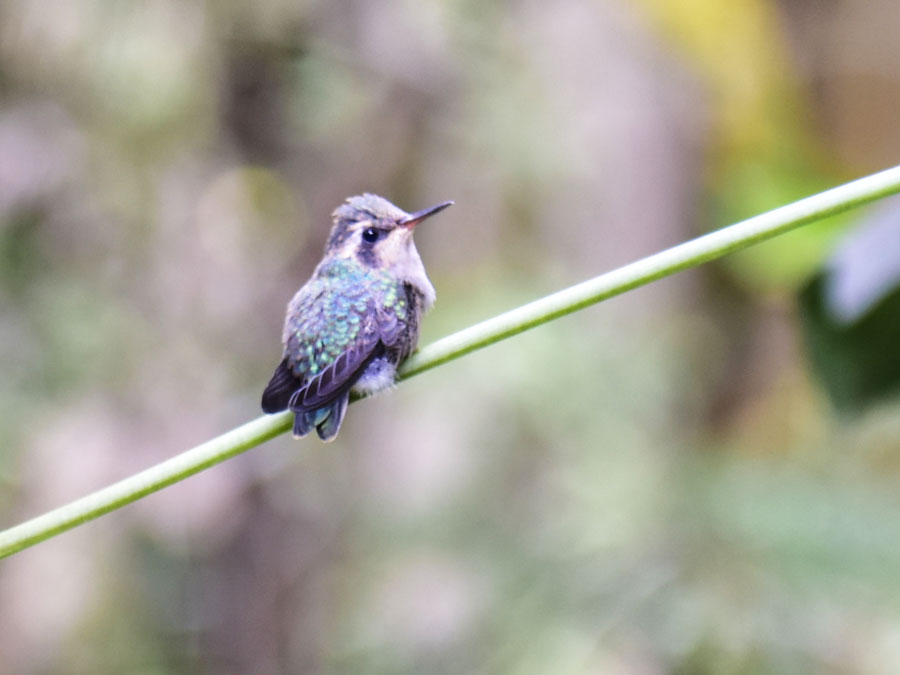No es la ninfa pero es un colibrí bebé que vimos como parte de la biodiversidad de Jalisco Foto: Tony Petate