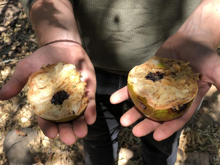 Cuastecomate: especies comestibles del sur de Jalisco Foto: Mariana Castillo