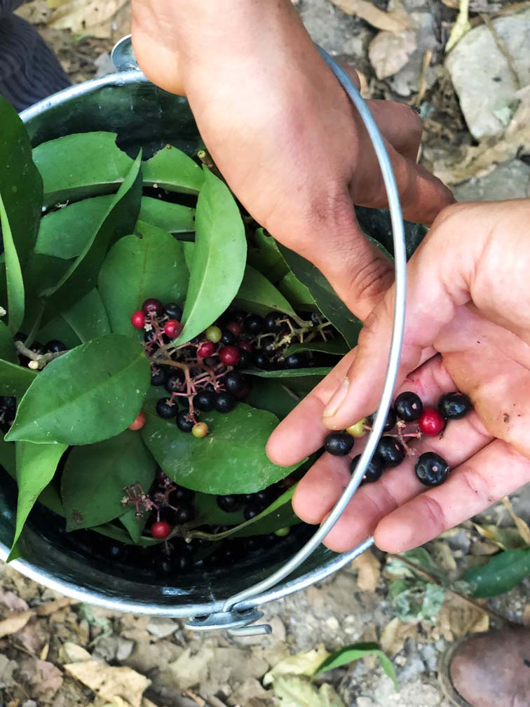 Faisán: especies comestibles del sur de Jalisco Foto: Mariana Castillo