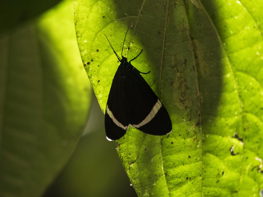 Plantas, insectos, árboles, aves y más como parte de la biodiversidad de Jalisco Foto: Tony Petate