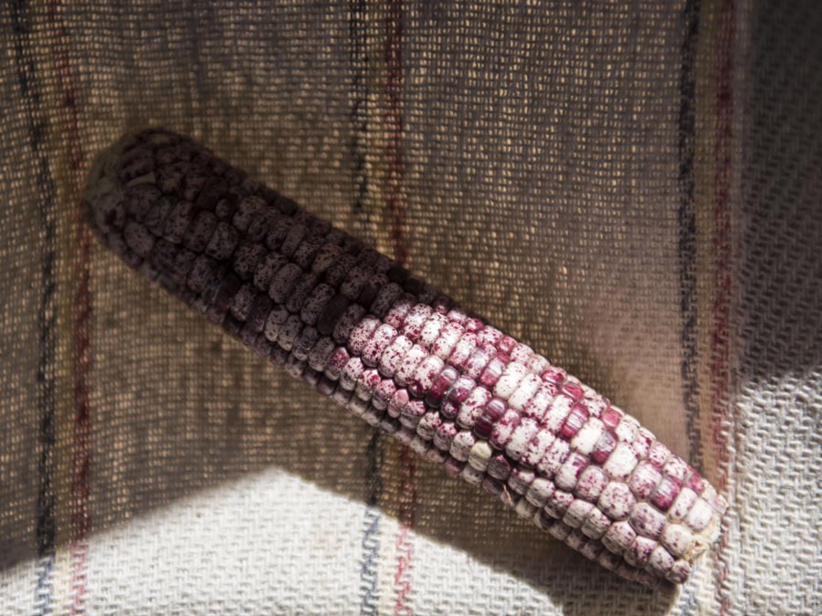 Maíz coreño: especies comestibles del sur de Jalisco Foto: Mariana Castillo