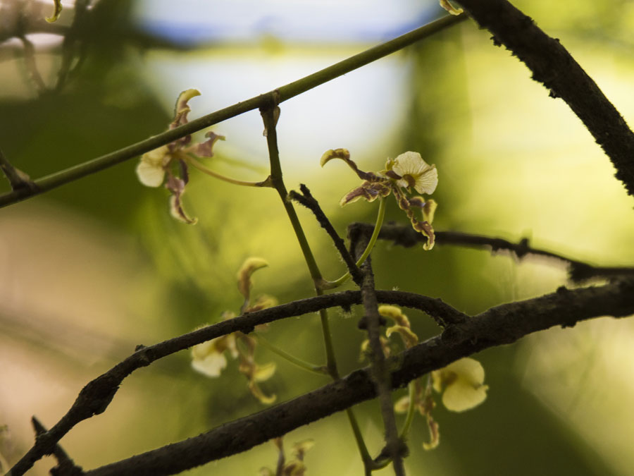 La Habenaria jaliscana es una orquídea que es parte de la biodiversidad de Jalisco Foto: Tony Petate