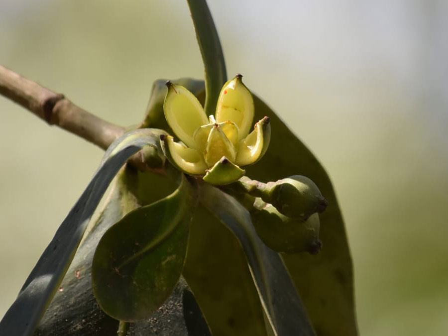 Clusia salvinii: se utiliza para tratar reumatismo, dolor de cintura y de cabeza. Plantas medicinales que son parte de la biodiversidad de Jalisco Foto: Jardín Botánico Haravéri