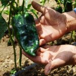 Ingredientes para el chile en nogada: los productores de Calpan en Puebla