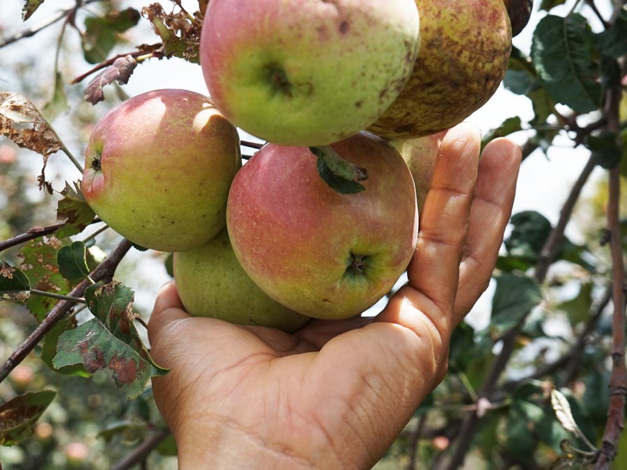 Ingredientes para el chile en nogada: manzana panochera Foto: Mariana Castillo