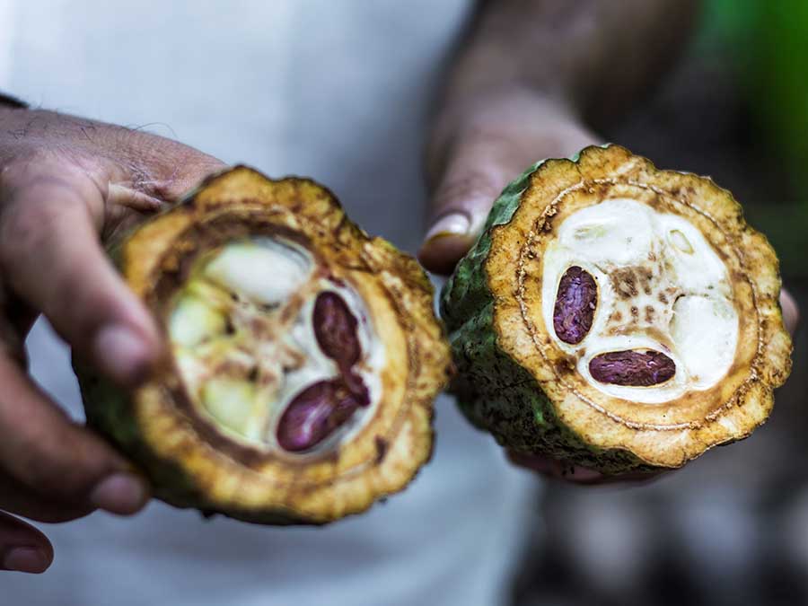 Usos rituales del cacao en Tabasco: el cacao también es medicinal